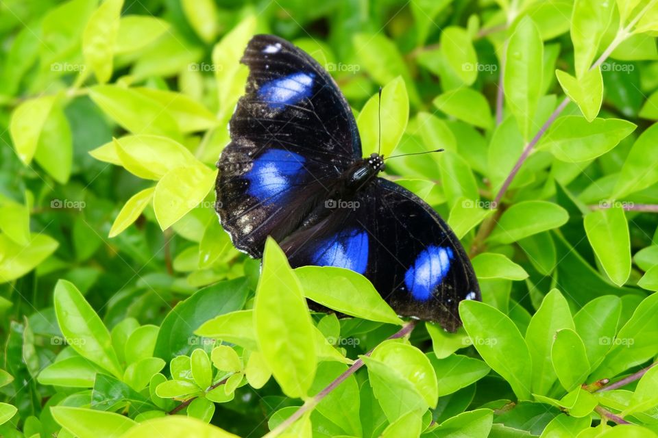 Beautiful butterfly on green leaf