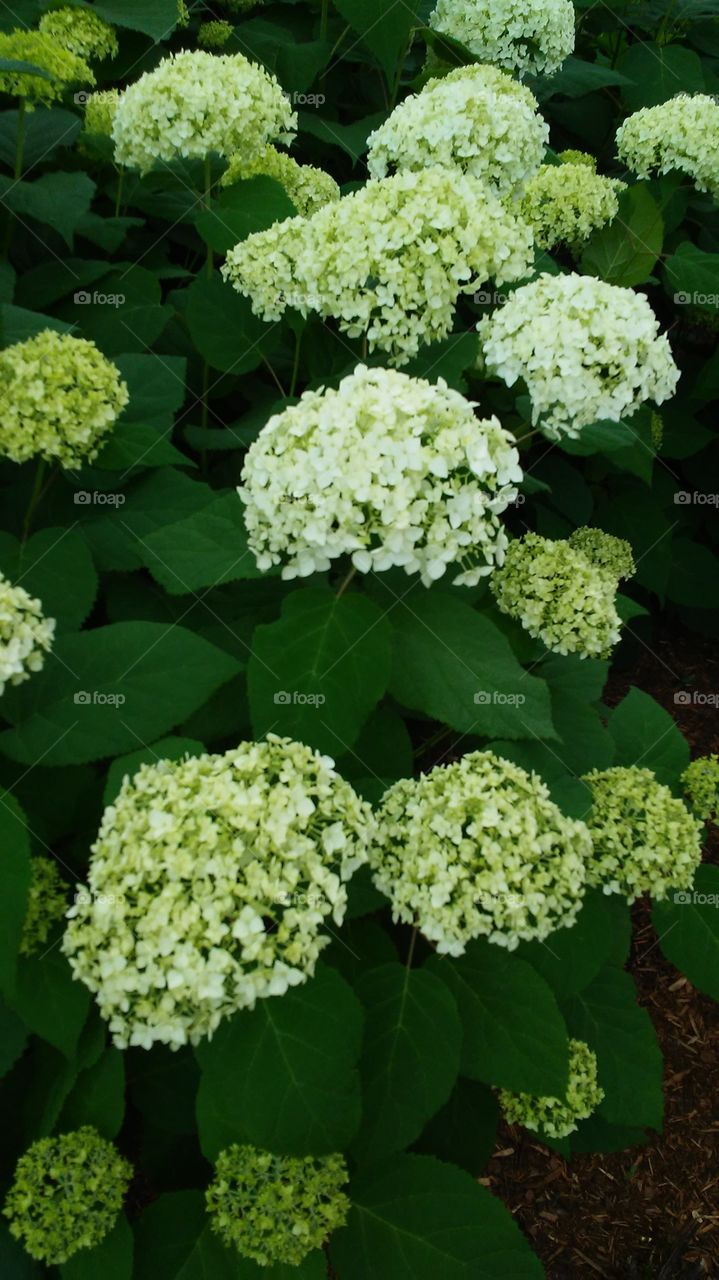 spring. fresh. green. happy