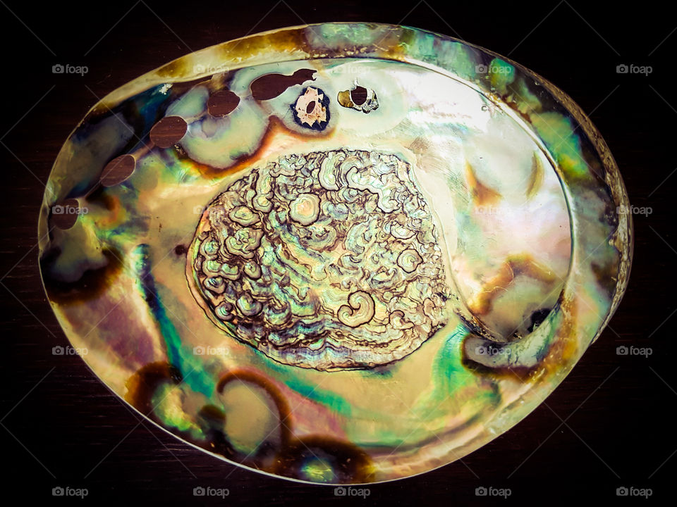 Stunning large Abalone  Shell on a wooden table.