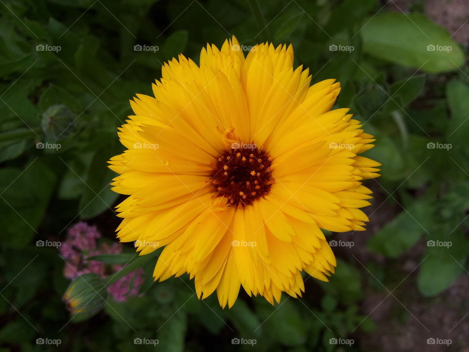 yellow flower