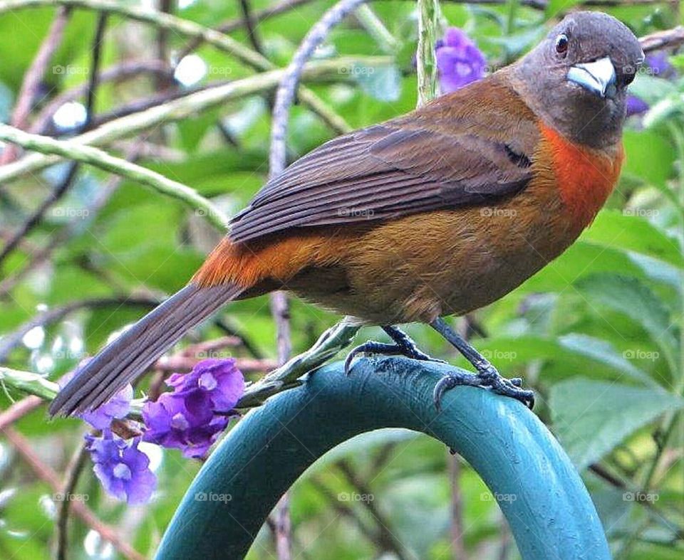 Spangle-cheeked Tanager