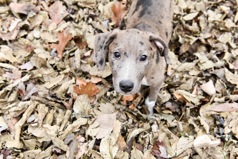 Monochromatic image of a brown puppy dog amongst a pile of brown autumn leaves