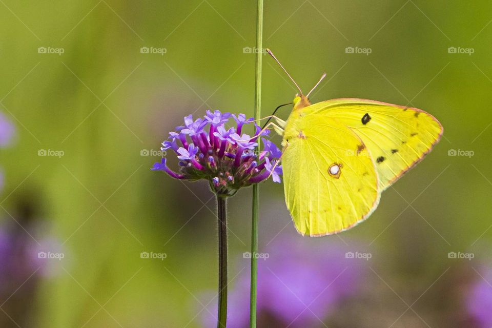 Flowers and butterfly 