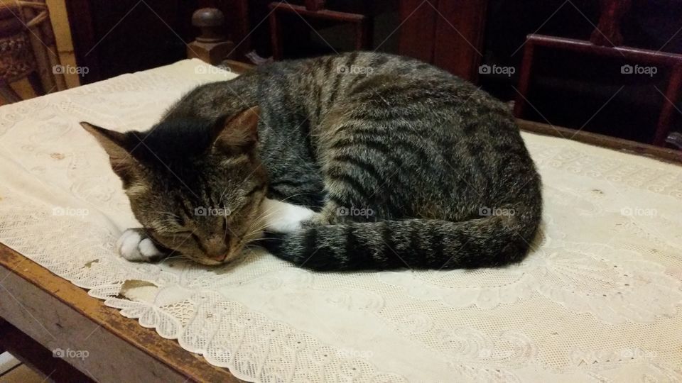 a cat sleeping on a table