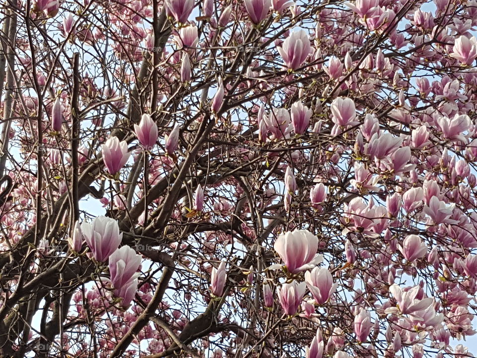 magnolia