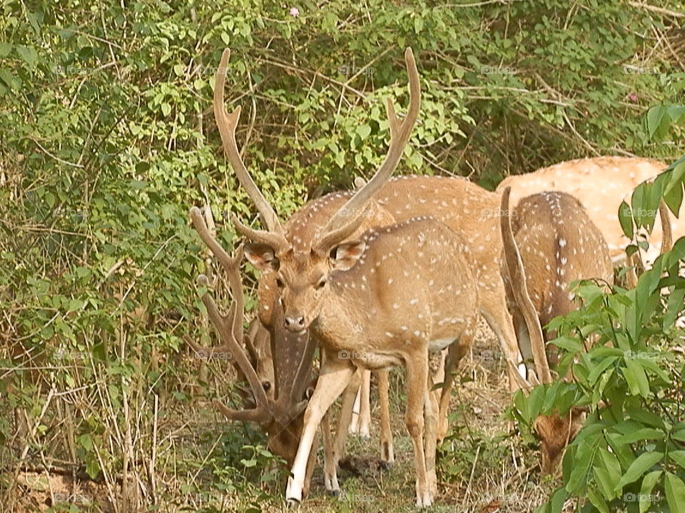 Wildlife, Nature, Deer, Mammal, Wild