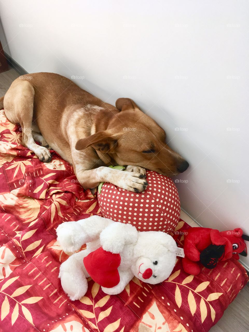 Adorable dog on his bed with his stuffed animals