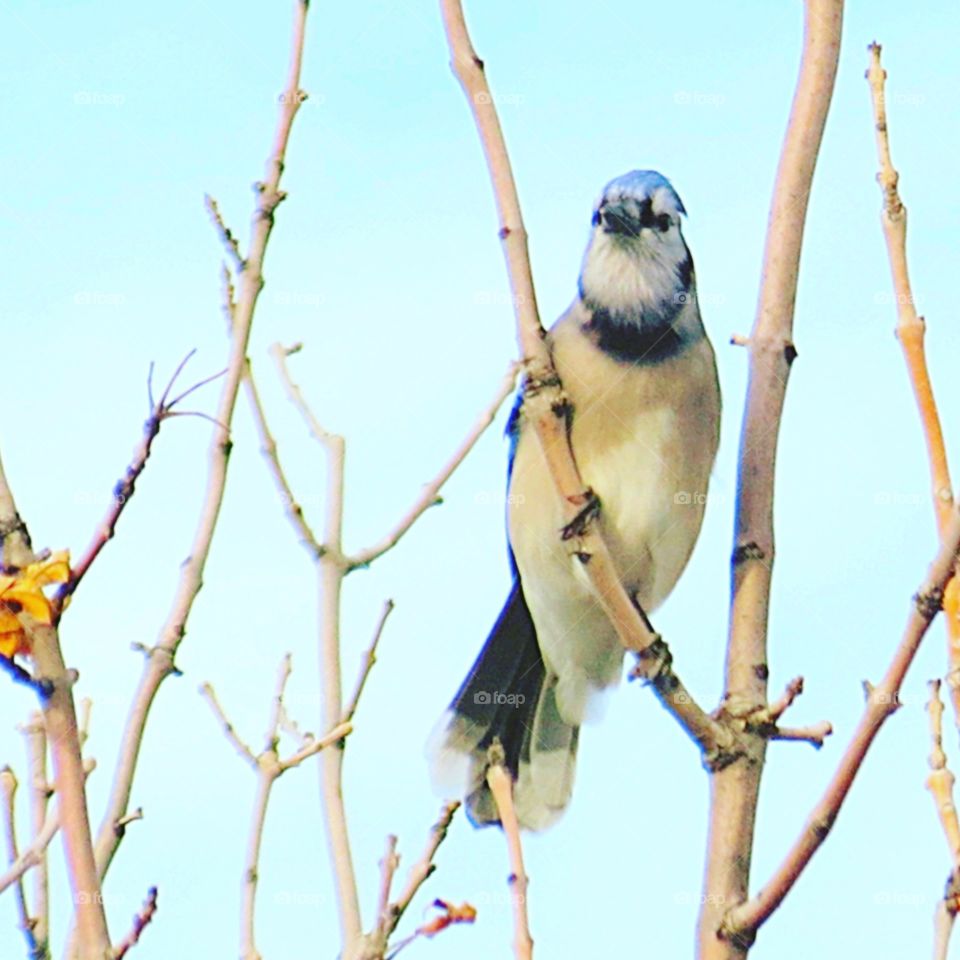 Blue Jay Bird