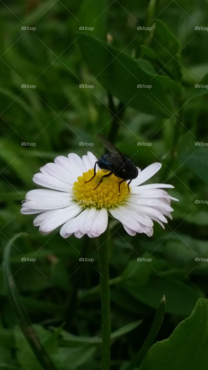 Spring flower with fly. Around Eastern Poland