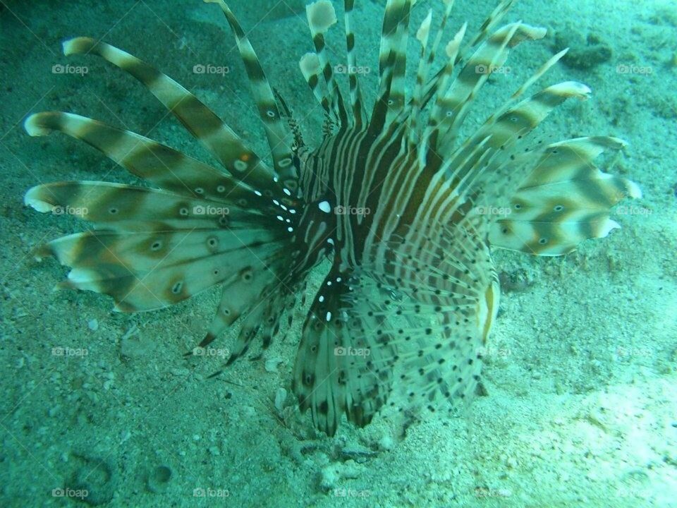 Lion fish in the Red Sea