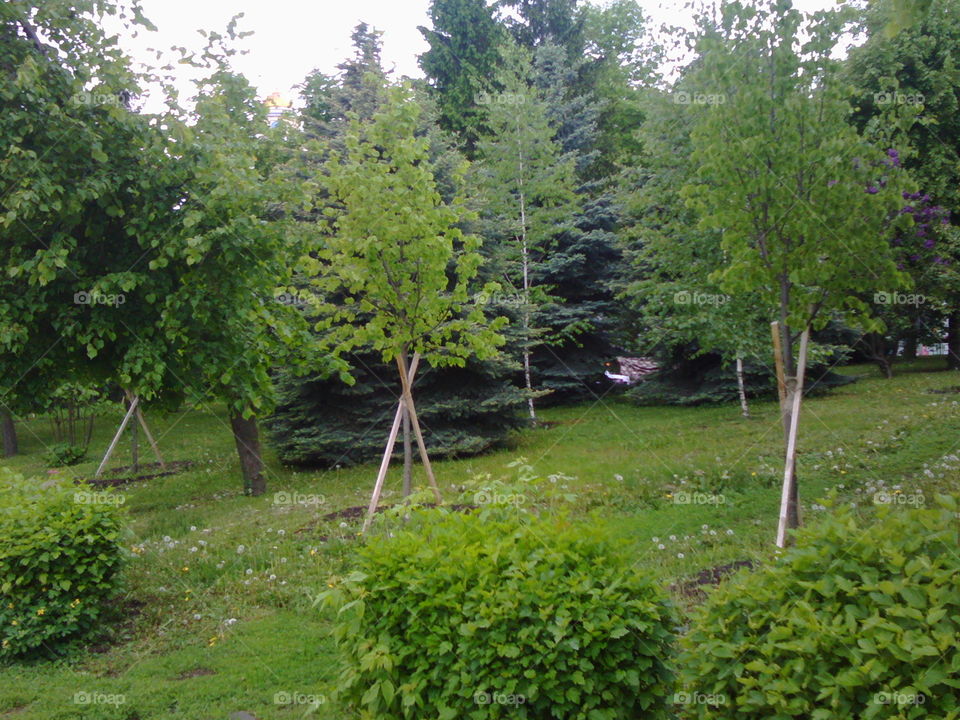 Scenic view of green trees