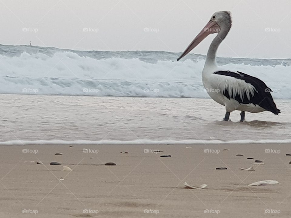 The Perspective from a Pelicans point of view