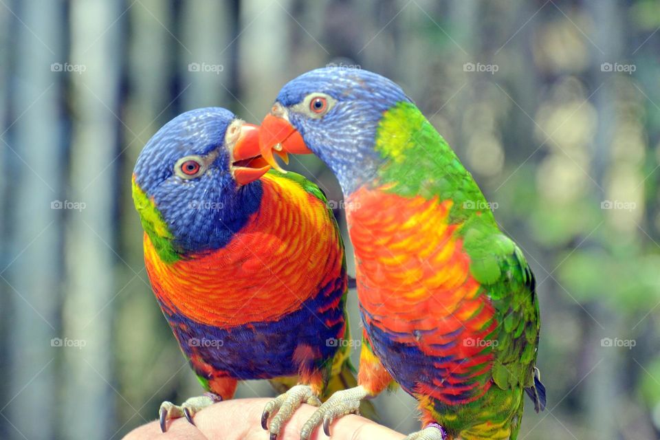 Pair of colorful parrots