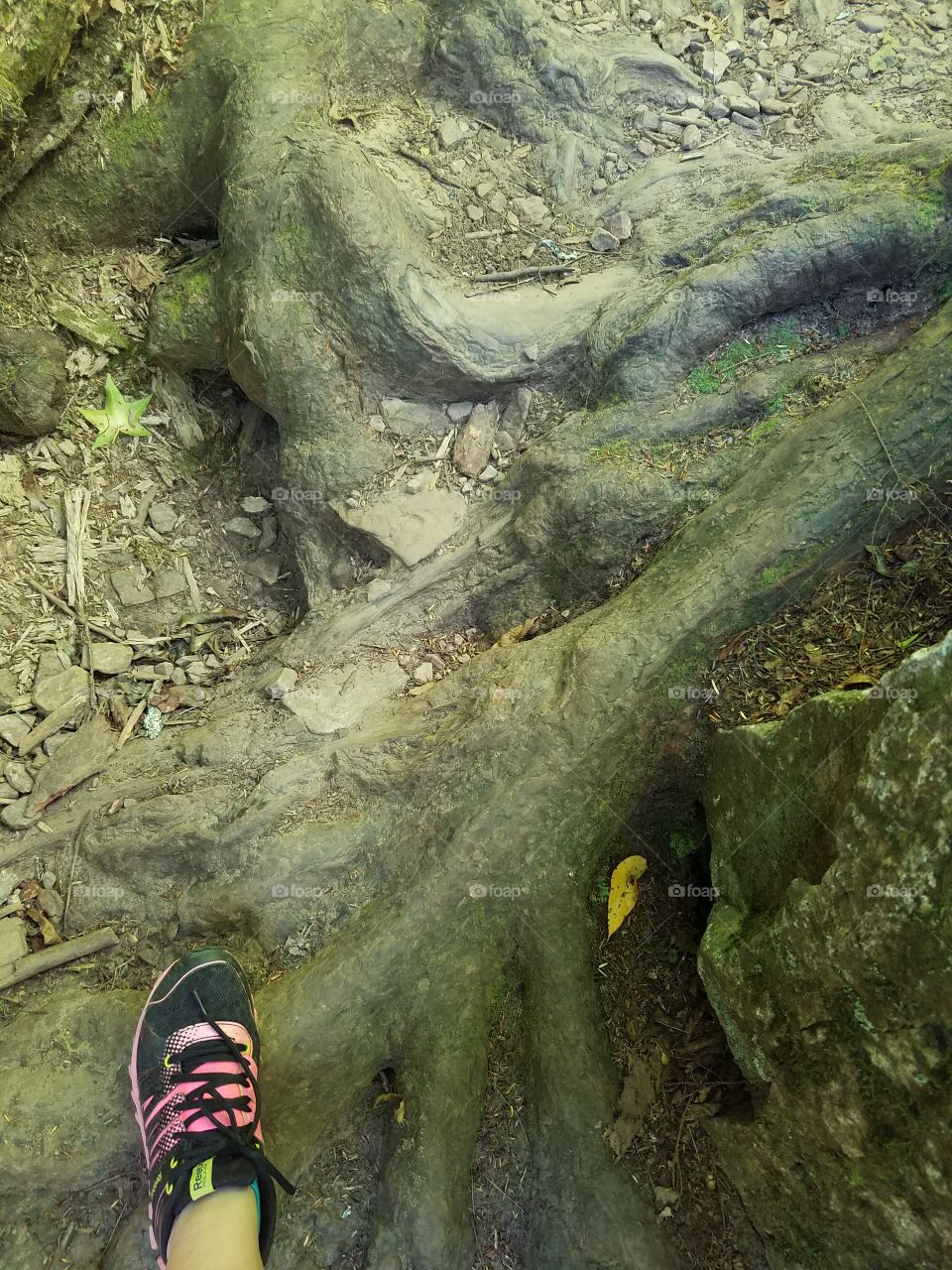 climbing up the cliff side, over tree roots