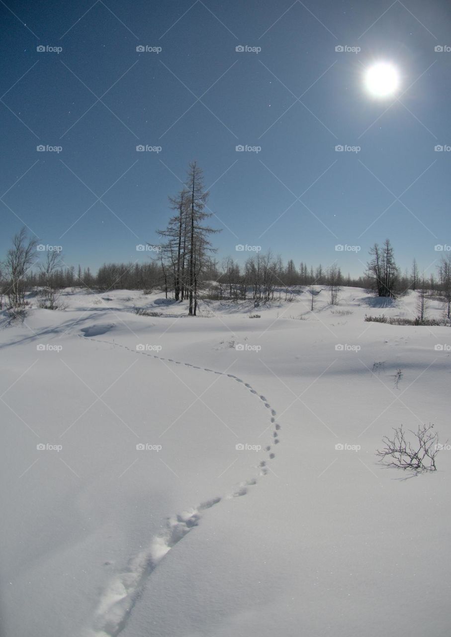 Winter,winter dawn,winter morning,darkness,yellow,morning,morning light,morning freshness,the day begins,snow,blue,,blue dawn,Arctic,winter evening,sunset,cold dawn,cold sunset,end of the day,sunset in the forest,sunset in winter,sunset in the north,