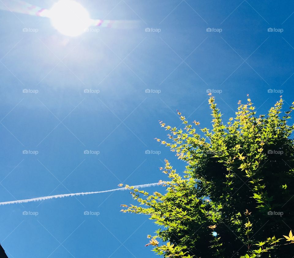 Sun, con trail and tree