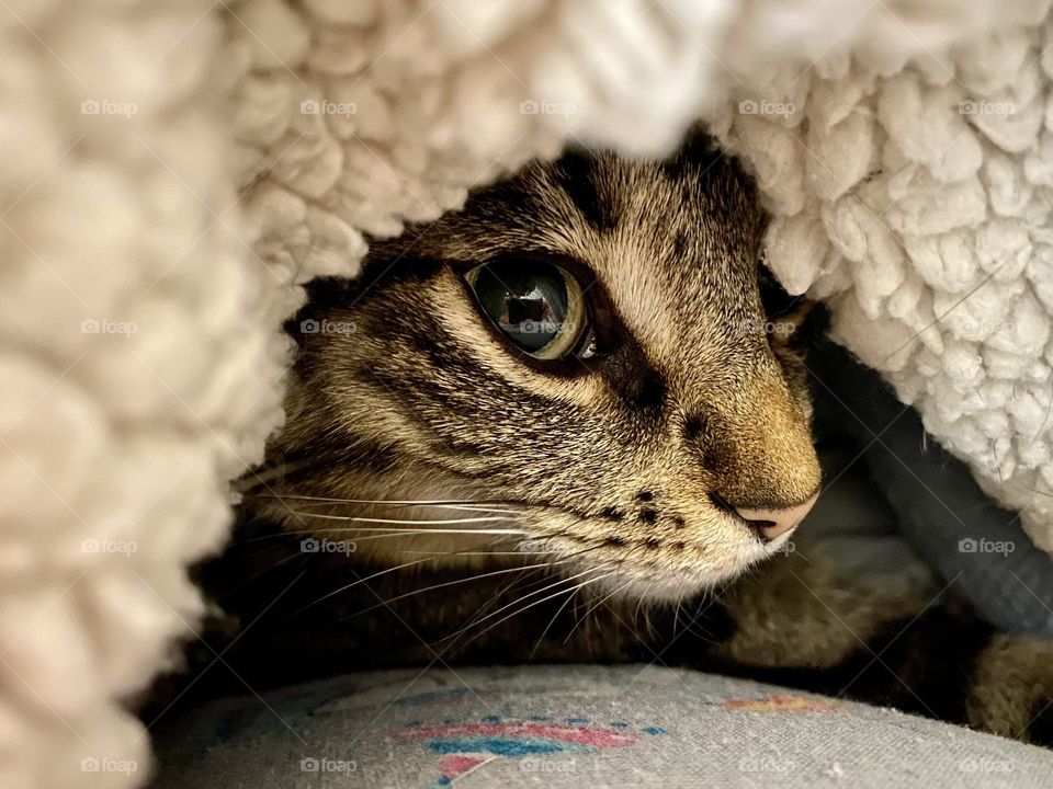 A brown tabby cat hiding under a blanket