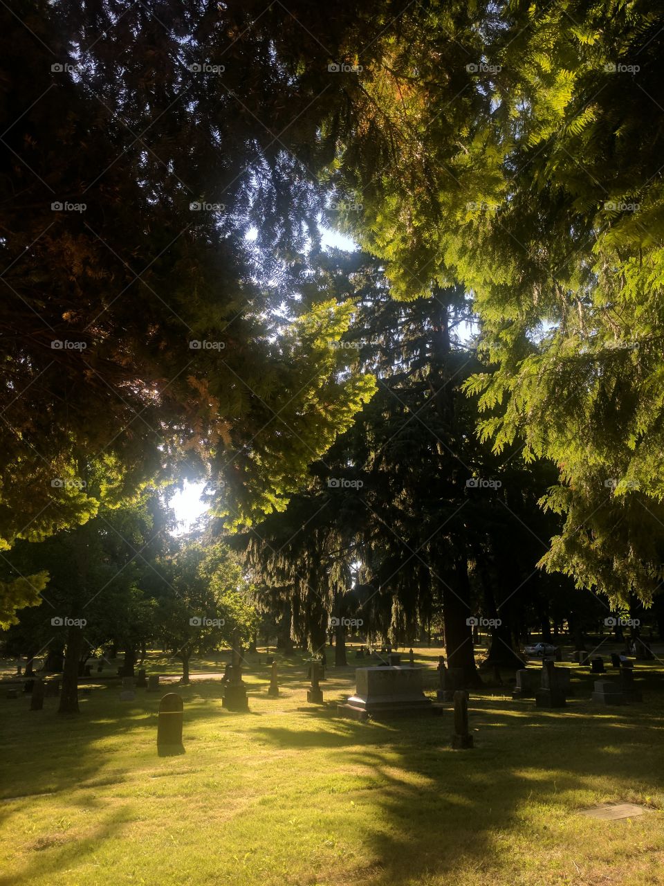 Branches and Sunlight Lone Fir Cemetery