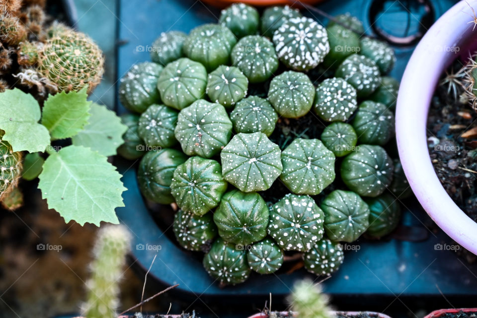 Beauty texture of cactus