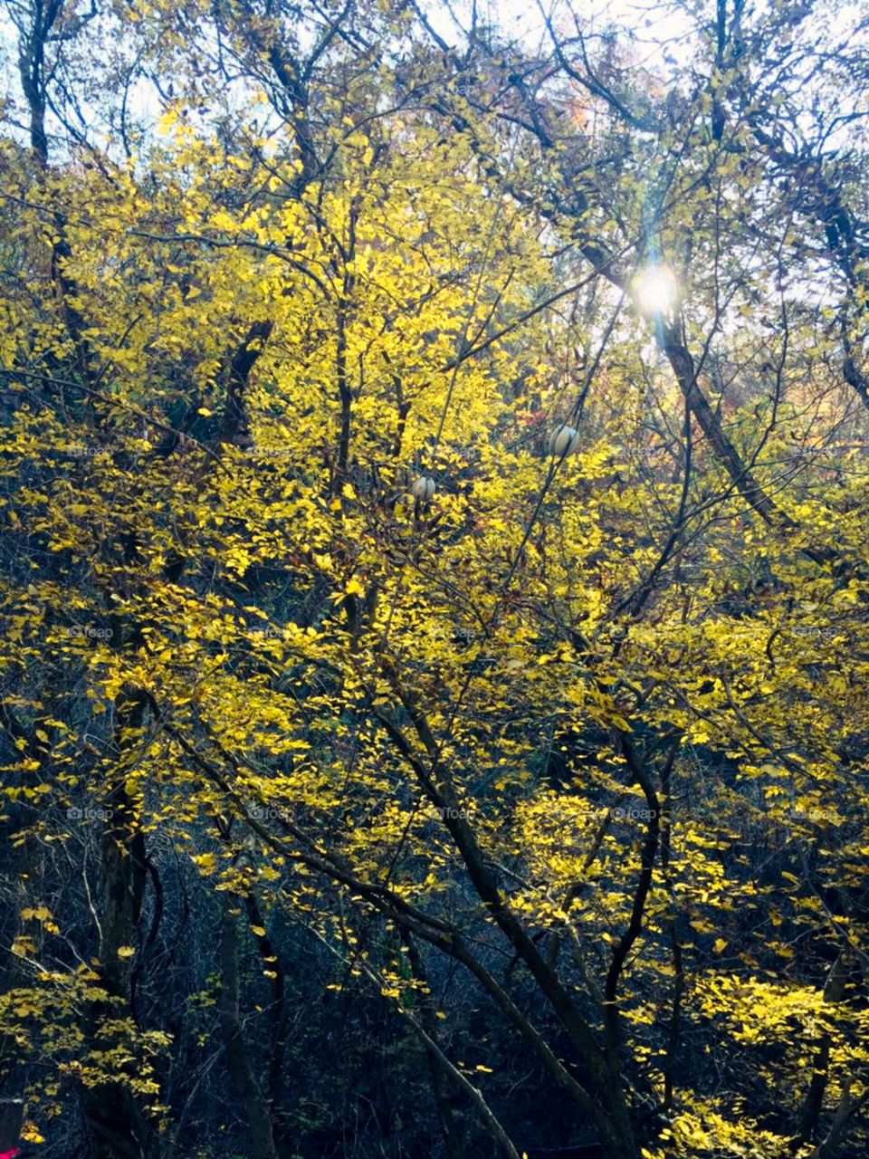 amazing yellow environment, yellow tree's leaves