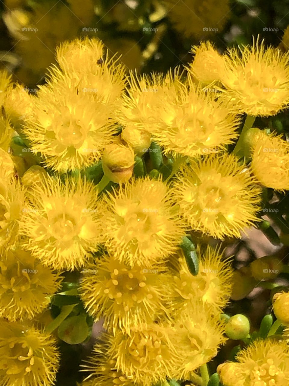 Closed up yellow wildflower, Western Australia 