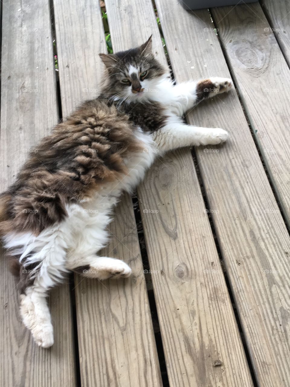 Fluffy cat, pretty cat laid out on porch wondering what I’m doing. Enjoying the weather.