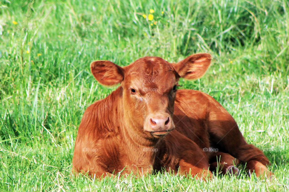 A young russet coloured calf enjoying some time in the sun. She was curiously watching me taking pictures of the herd but was too comfortable to come bother investigating.🐄