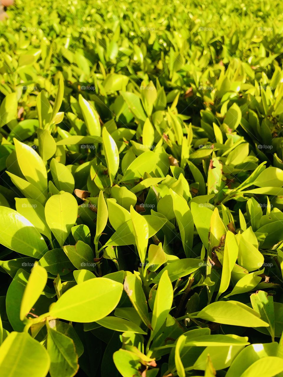 Bright green ficus leaves in sunlight 