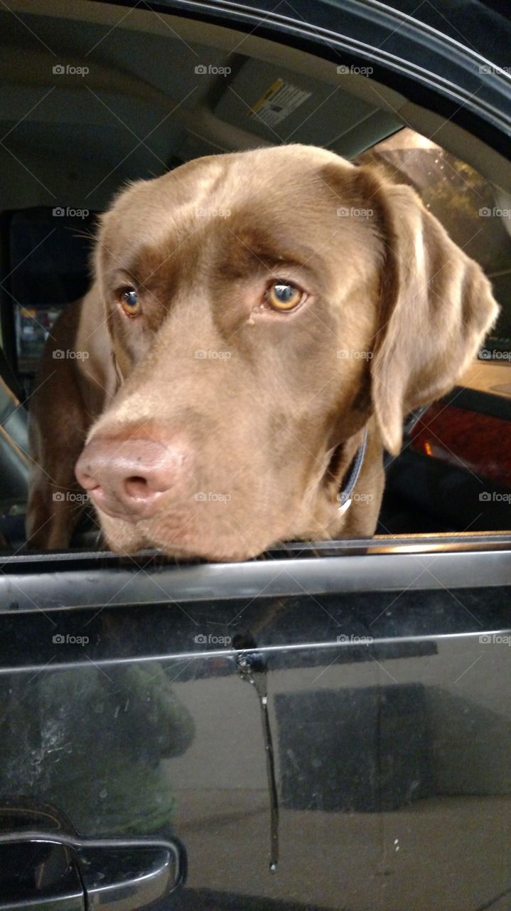 Charlie is a great Labrador