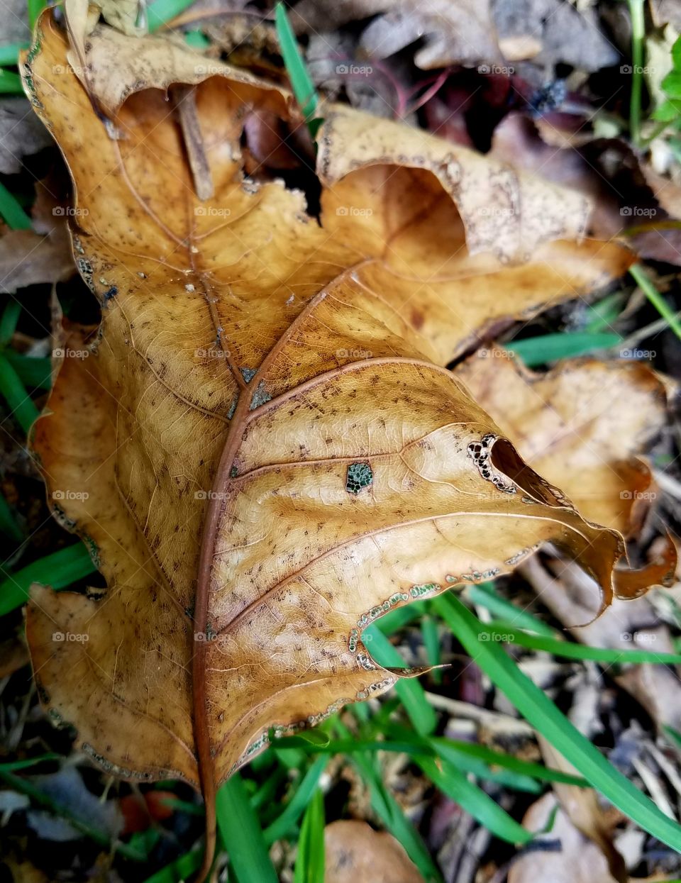 brown leaf welcoming the spring.