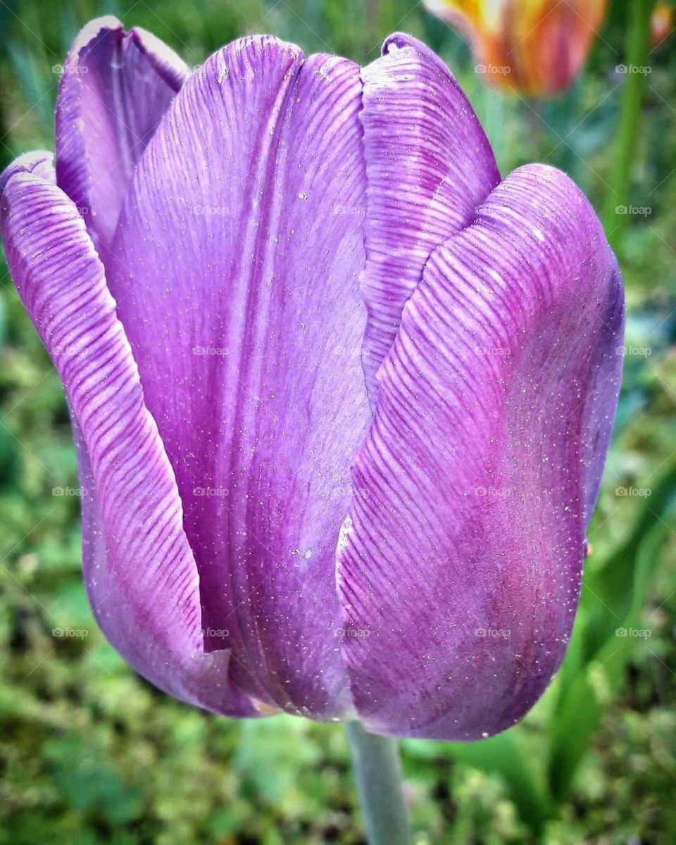 tulip