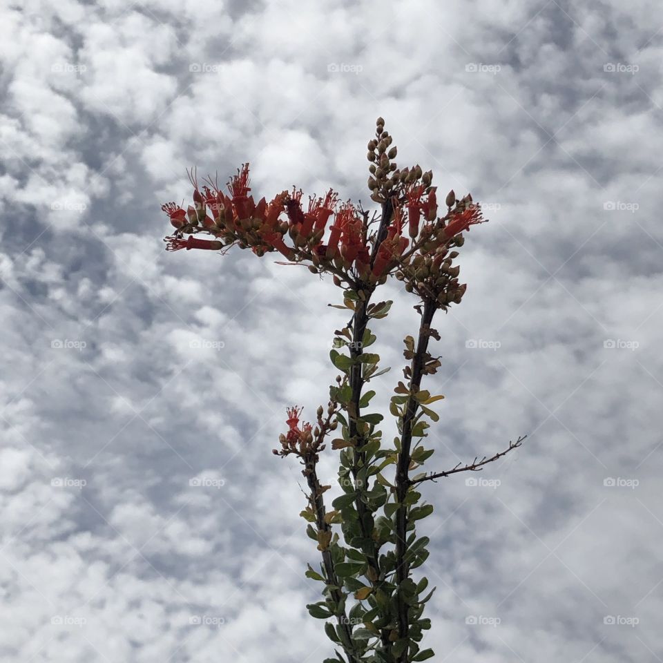 Ocotillo in the Sky