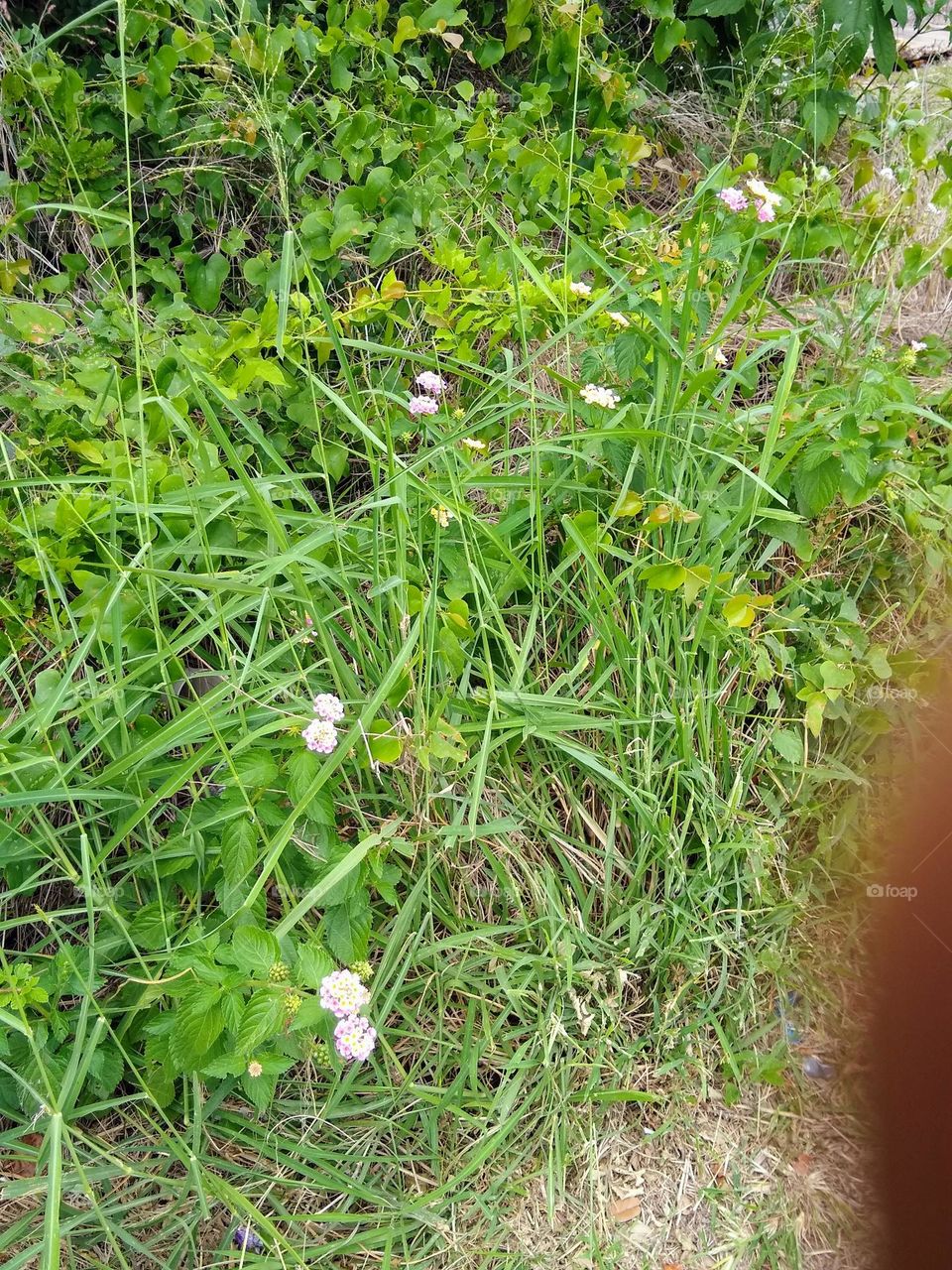 Small purple flowers sprinkled ever so lightly within the grass.