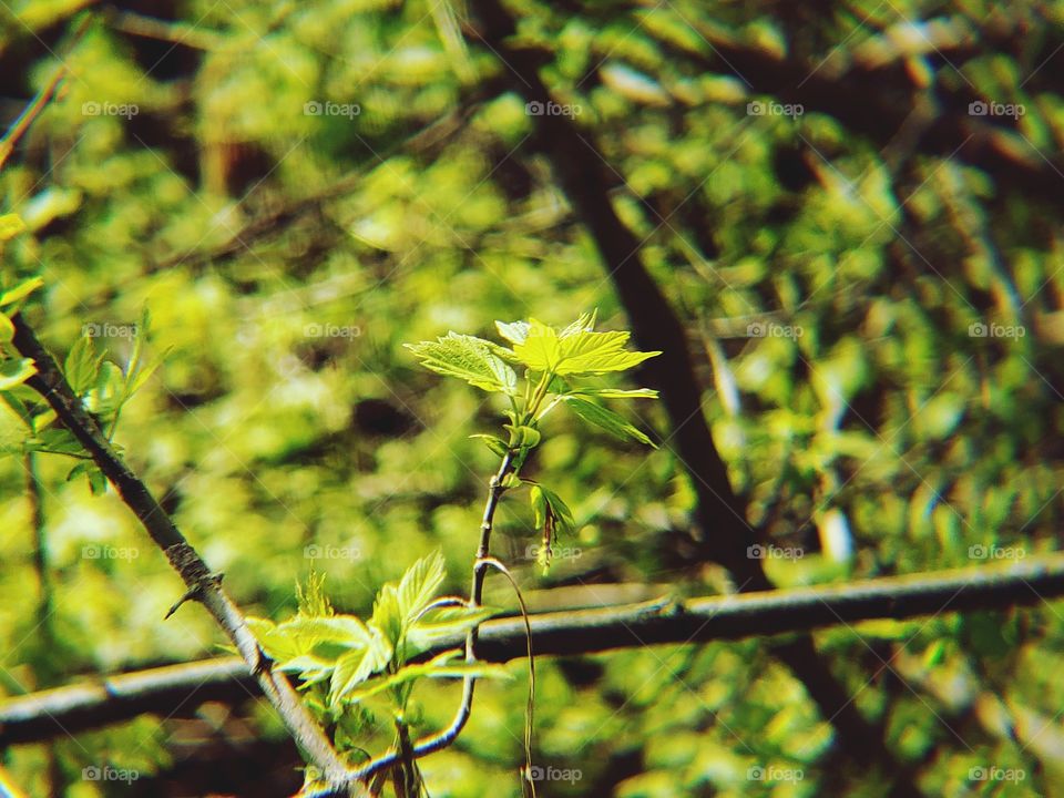 Close up photo of green leafs on a small tree hanging over the ground