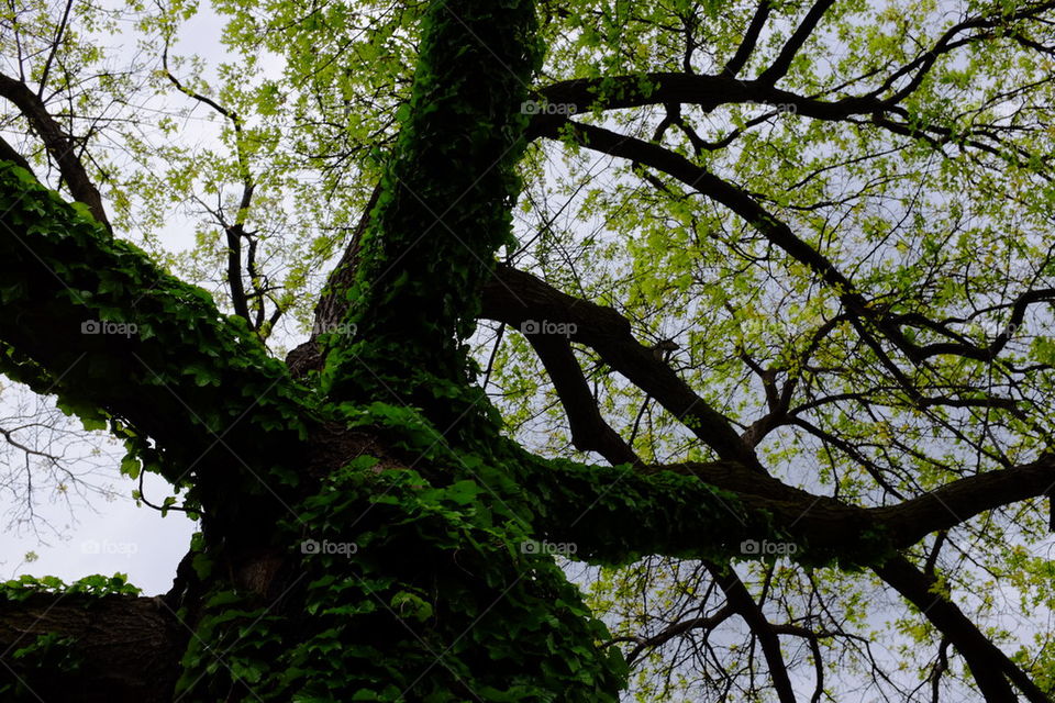 vine covered tree