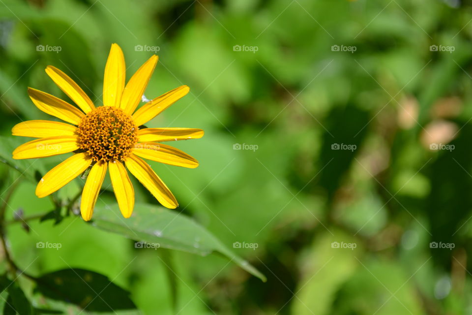 yellow flower