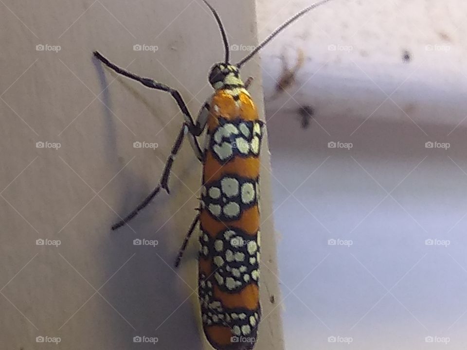 insect with pretty pattern