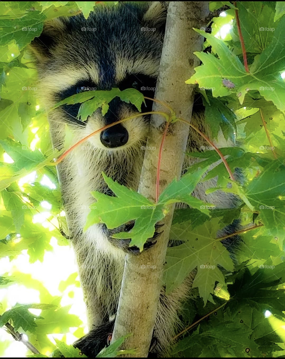 Baby raccoon in a tree