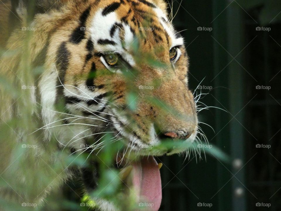 tiger portrait