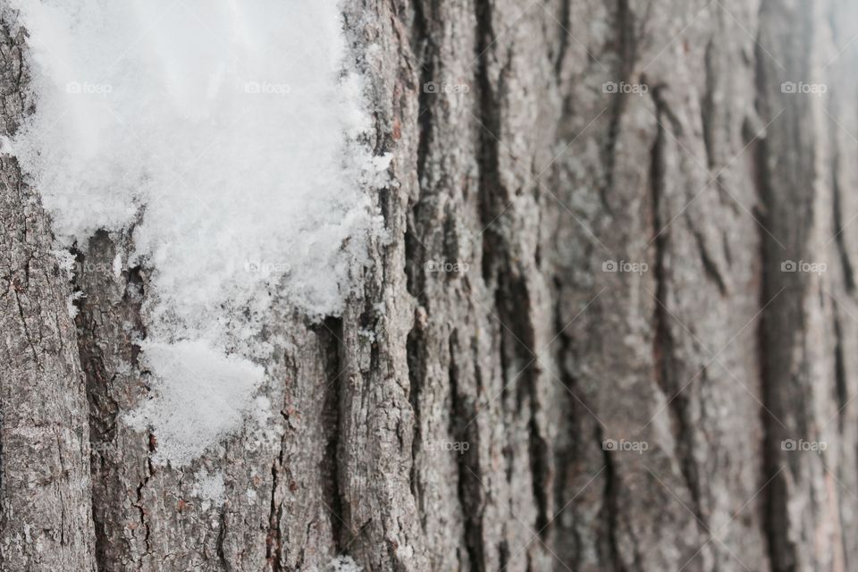 Grey tree on a snowy day