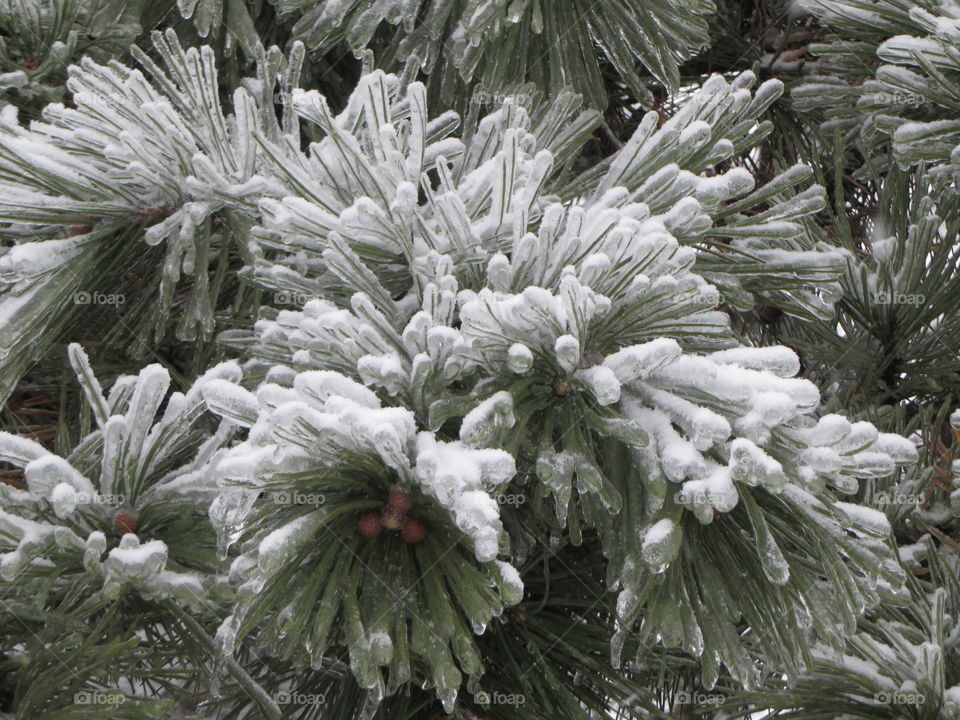 Evergreen coated in ice