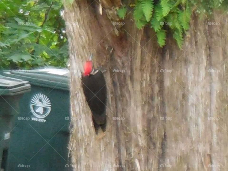 Endangered Red Headed Woodpecker