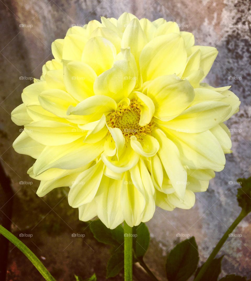 #Dália - uma #flor maior que a roseira e sem qualquer tipo de espinhos! Cores fortes, vibrantes e bonitas. Essa é da casa da Vó Maria!
🌼
#flores
#flower
#flowers
#amarelo
#yellow
#Jardinagem é nosso hobby.