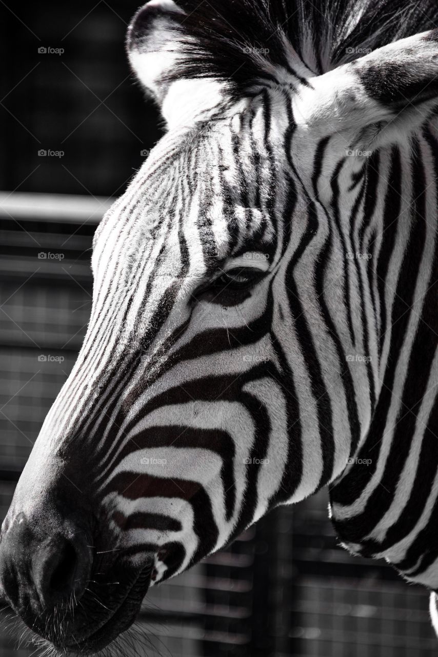 Zebra