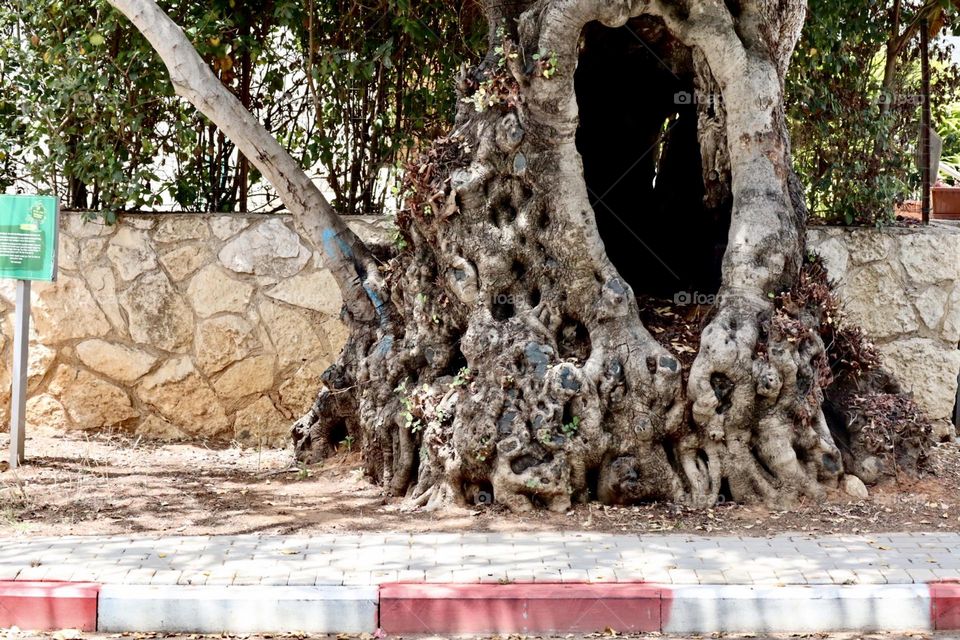 Old carob tree with big hole in its trunk on pavement 