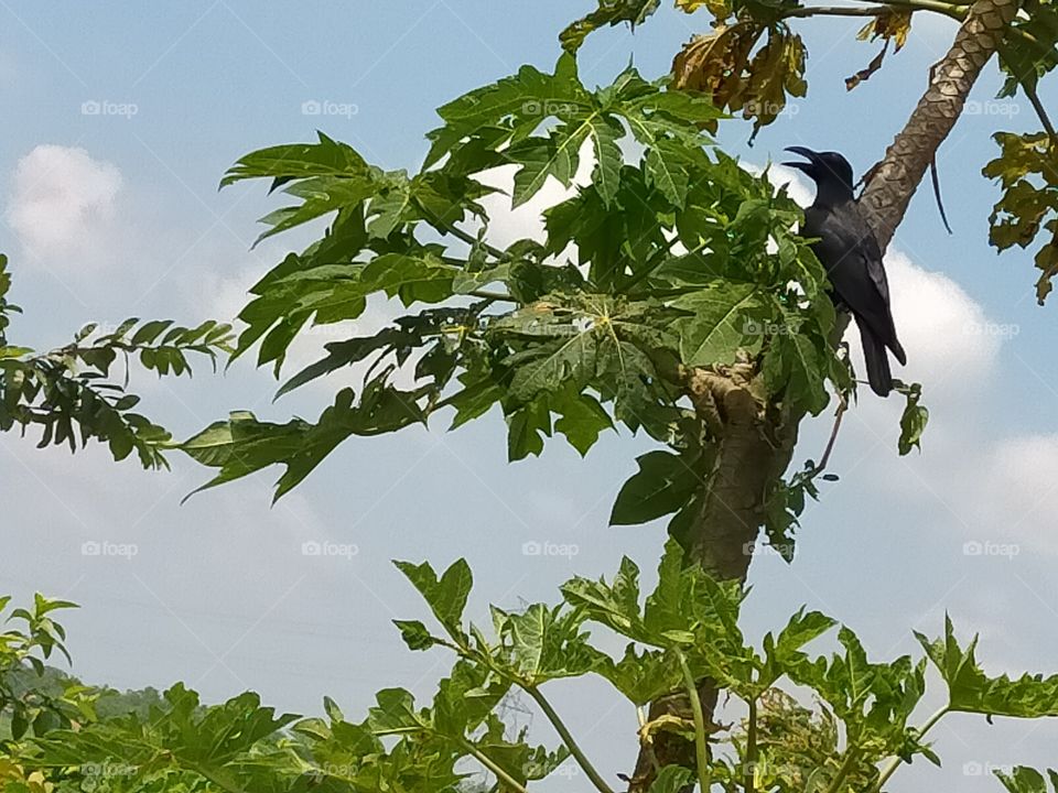 crow want to eat papaya .