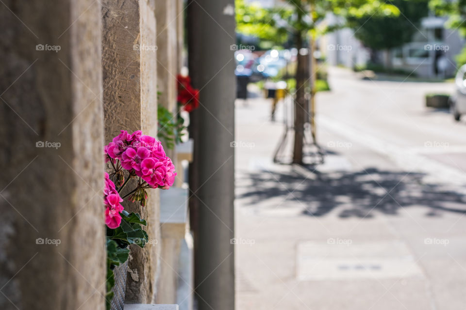 flower pots on a stone window sill, view on the street