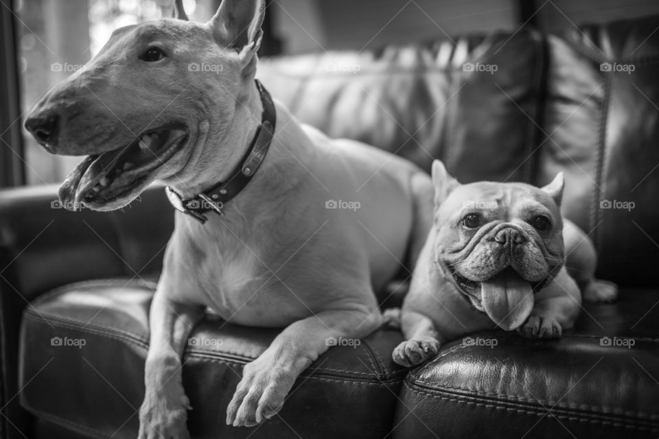 Little frenchie and her best buddy, the bull terrier, getting into plenty of trouble. 