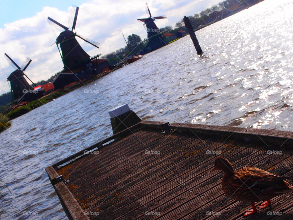 looking. duck on a jetty in Holland