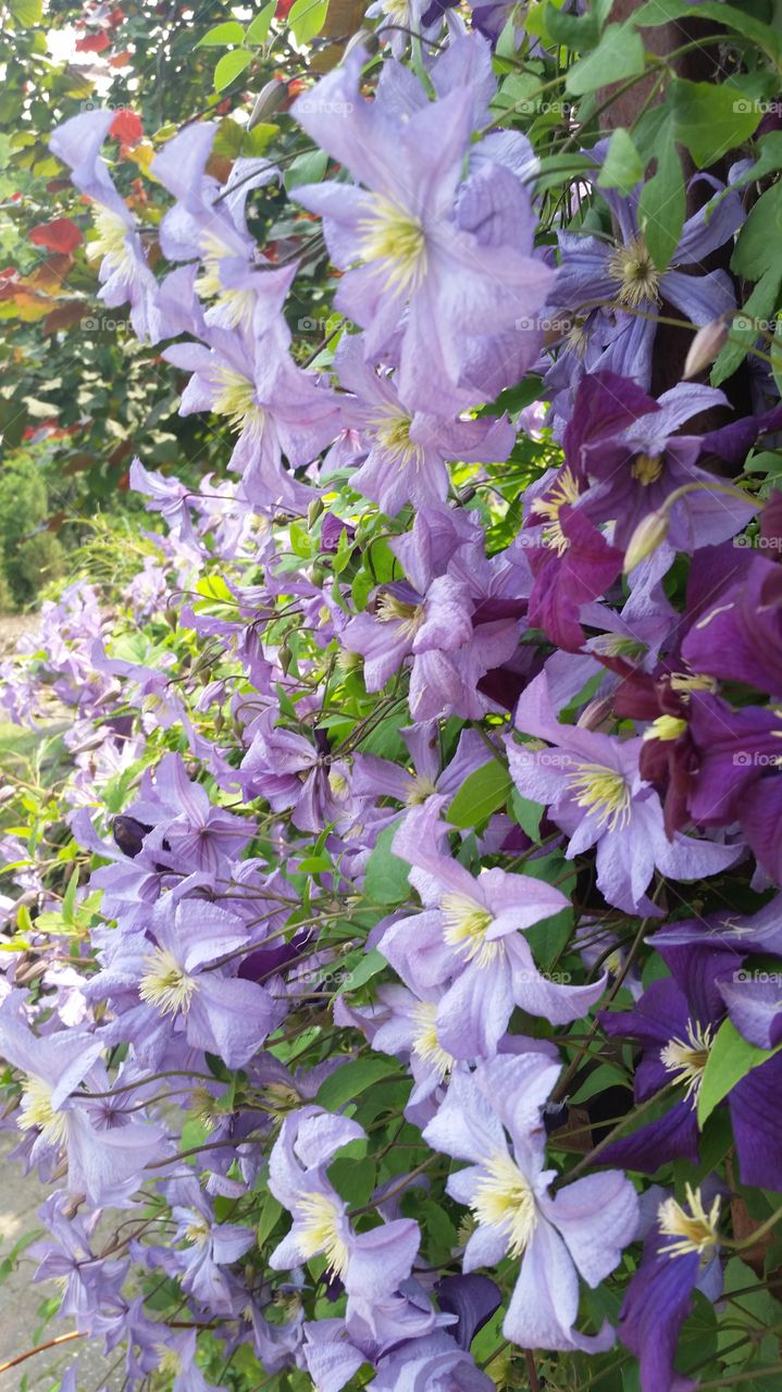 Purple Flowers. Purple flowers